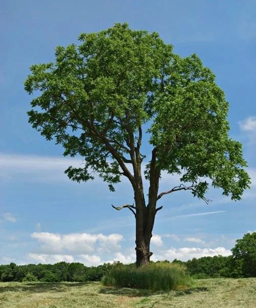 1595233977422209.jpg u=2425222516,1679412467&fm=173&app=25&f=JPEG.jpg