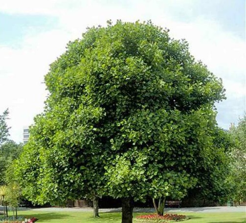 1595655335788905.jpg wood_20160320_1.jpg